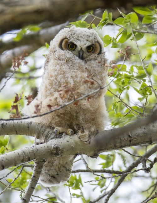 great horned owl chick tree