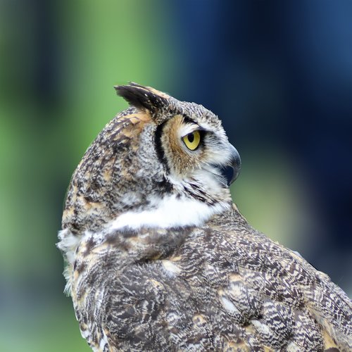 great horned owl  owl  bird