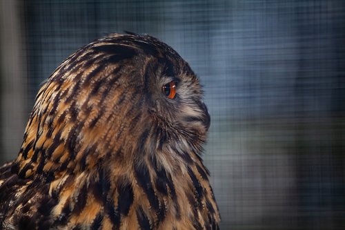 great horned owl  owl  orange eyes