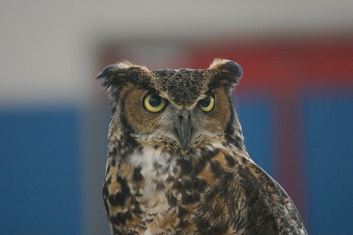 great horned owl  owl  wildlife