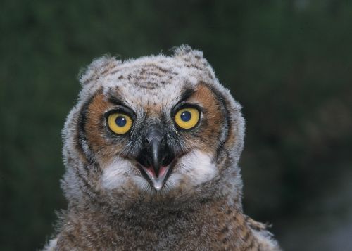 great horned owl portrait bird