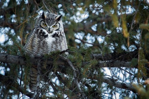 great horned owl tree predator