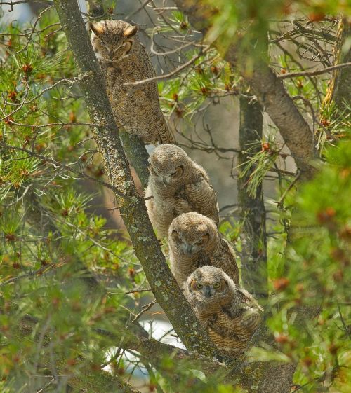 great horned owls mother owlets