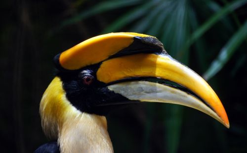 great indian hornbill bird profile