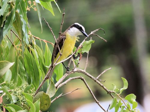 great kiskadee bird animal