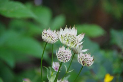 great masterwort alps flower
