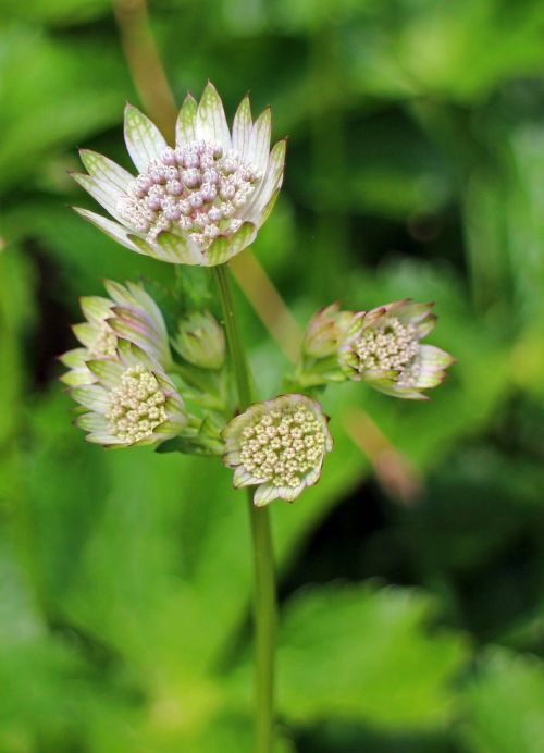 great masterwort astrantia major masterwort