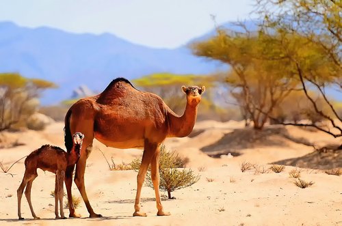 great prints philippines  george paris  camels