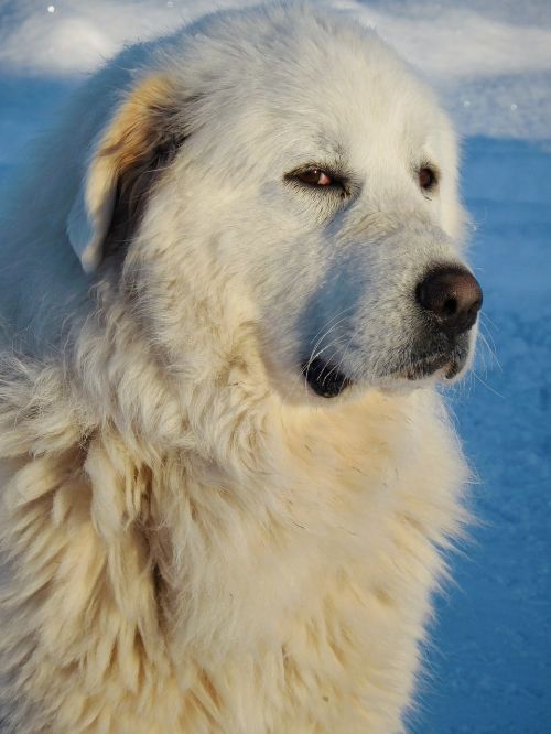 great pyrenees dog white