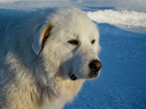 great pyrenees dog canine