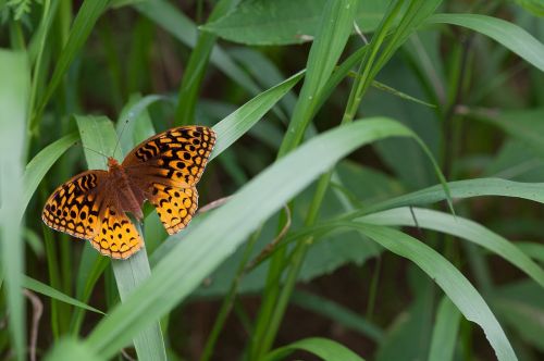 great spangled fritillary butterfly insect