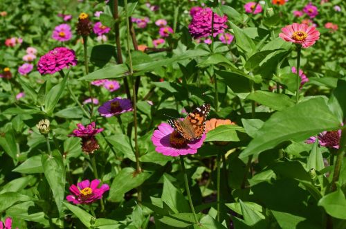 great spangled fritillary butterfly zinnia butterfly