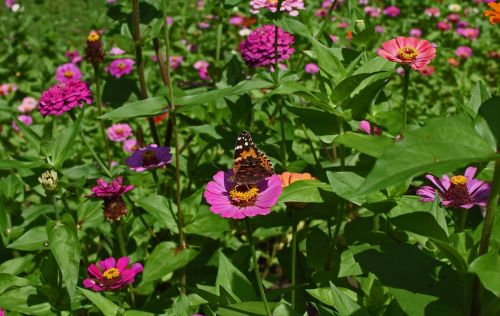 great spangled fritillary butterfly zinnia butterfly