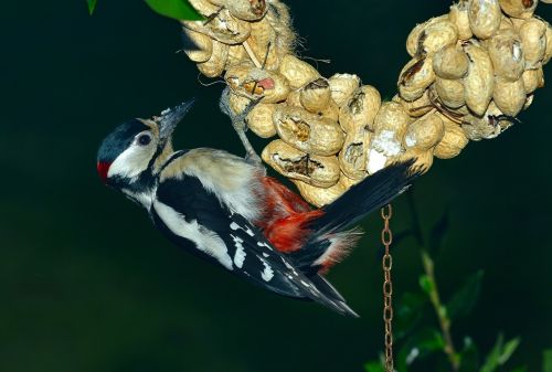 great spotted woodpecker bird wildlife