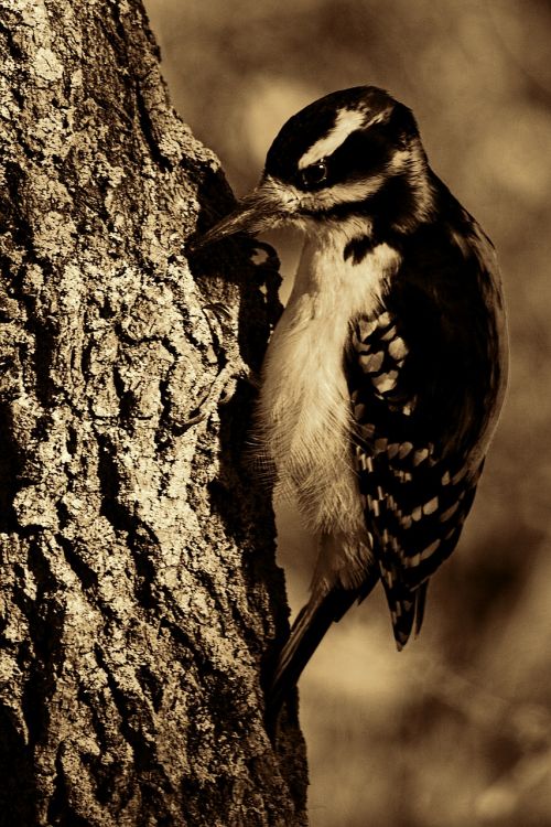 great spotted woodpecker bird woodpecker