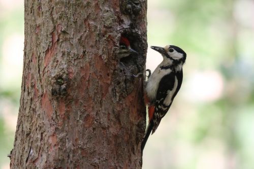 great spotted woodpecker birds nature