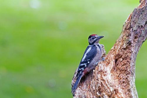 great spotted woodpecker woodpecker birds