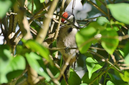 great spotted woodpecker woodpecker forest bird