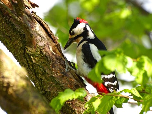 great spotted woodpecker bird nature