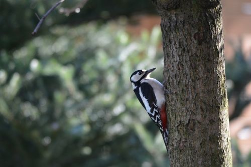 great spotted woodpecker nature forest bird