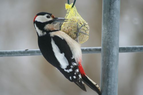 great spotted woodpecker animals bird