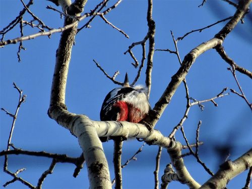 great spotted woodpecker tree bird