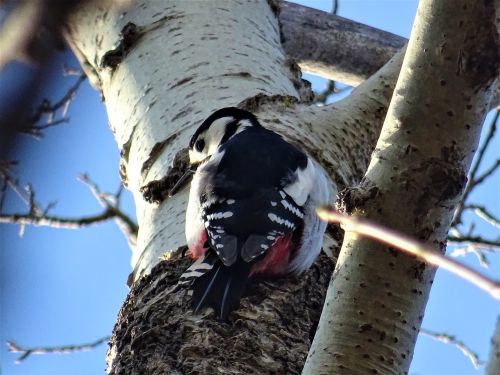 great spotted woodpecker tree nature