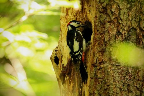 great spotted woodpecker  bird  foraging