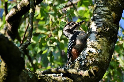 great spotted woodpecker  woodpecker  forest bird