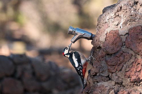 great spotted woodpecker  bird  avian