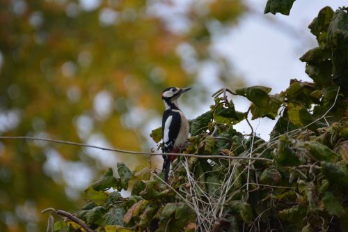 great spotted woodpecker bird woodpecker