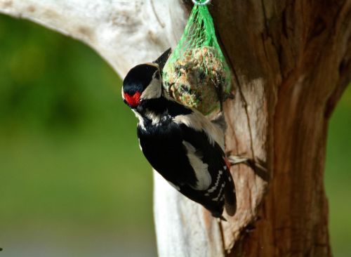 great spotted woodpecker woodpecker bird
