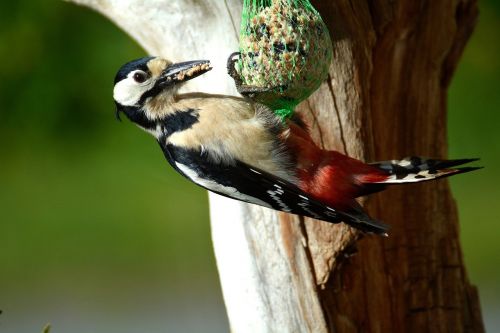 great spotted woodpecker woodpecker bird