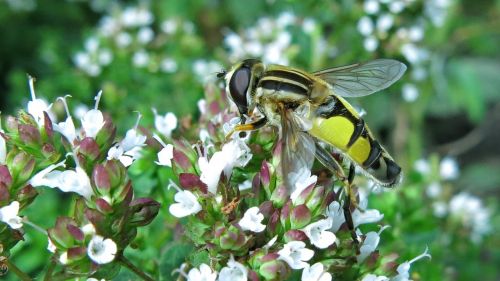 great swamp floating fly nature plant