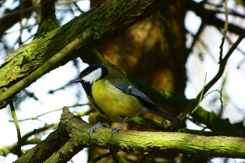 great tit bird nature