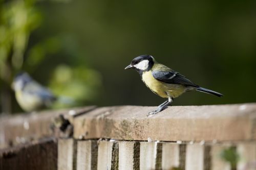 great tit bird garden