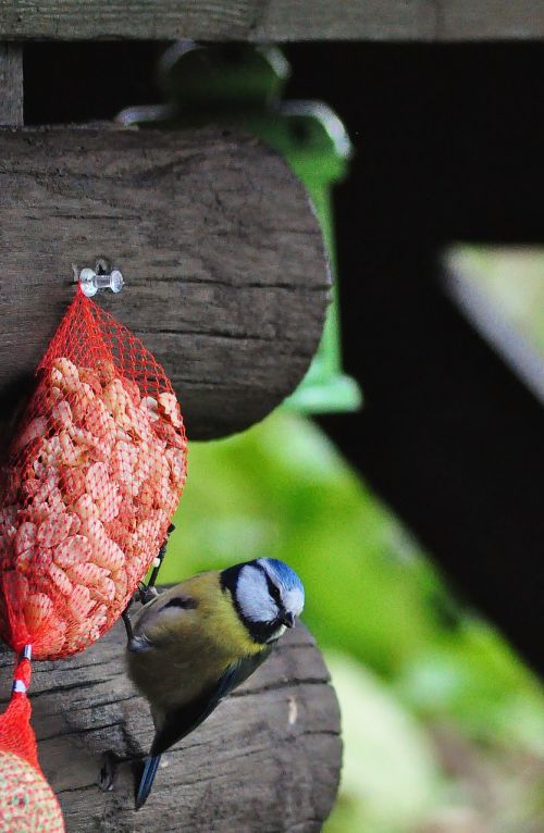 great tit tit bird