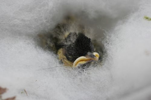 great tit young bird vogelvoederplaats