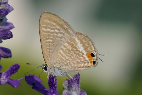 great wanderbläuling butterfly butterflies