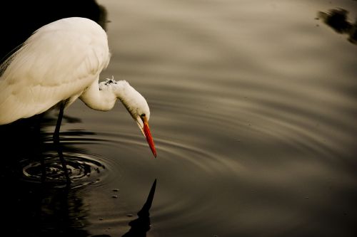 great white egret fishing eating