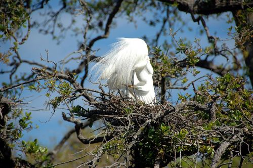 Great White Egret