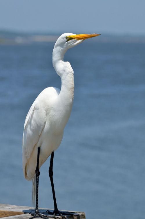 great white egret bird avian