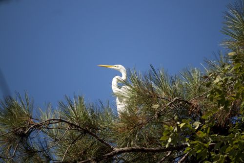 great white egret bird wildlife