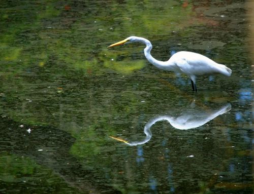 great white egret bird waterfowl