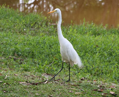 great white heron walking on the lakeside