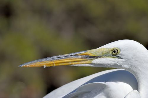 great white heron heron egret