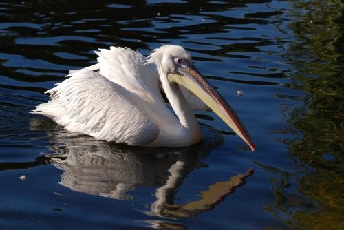 great white pelican pelican pelecanus onocrotalus