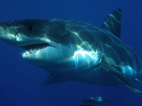 great white shark shark jaws