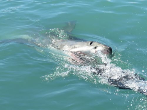 great wthite shark shark south africa