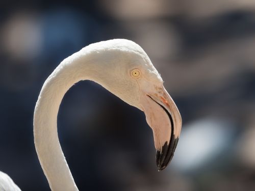 greater flamingo portrait eye